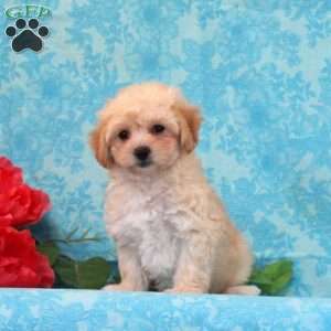 Peach, Maltipoo Puppy
